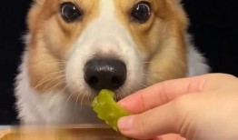 网红吃瓜狗子图片大全大图,萌图大全大图来袭！