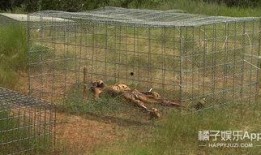 人体农场在线观看,揭秘人体实验背后的惊悚真相